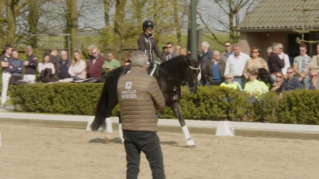 Van Olst Horses Nalegro stallionshow 2023