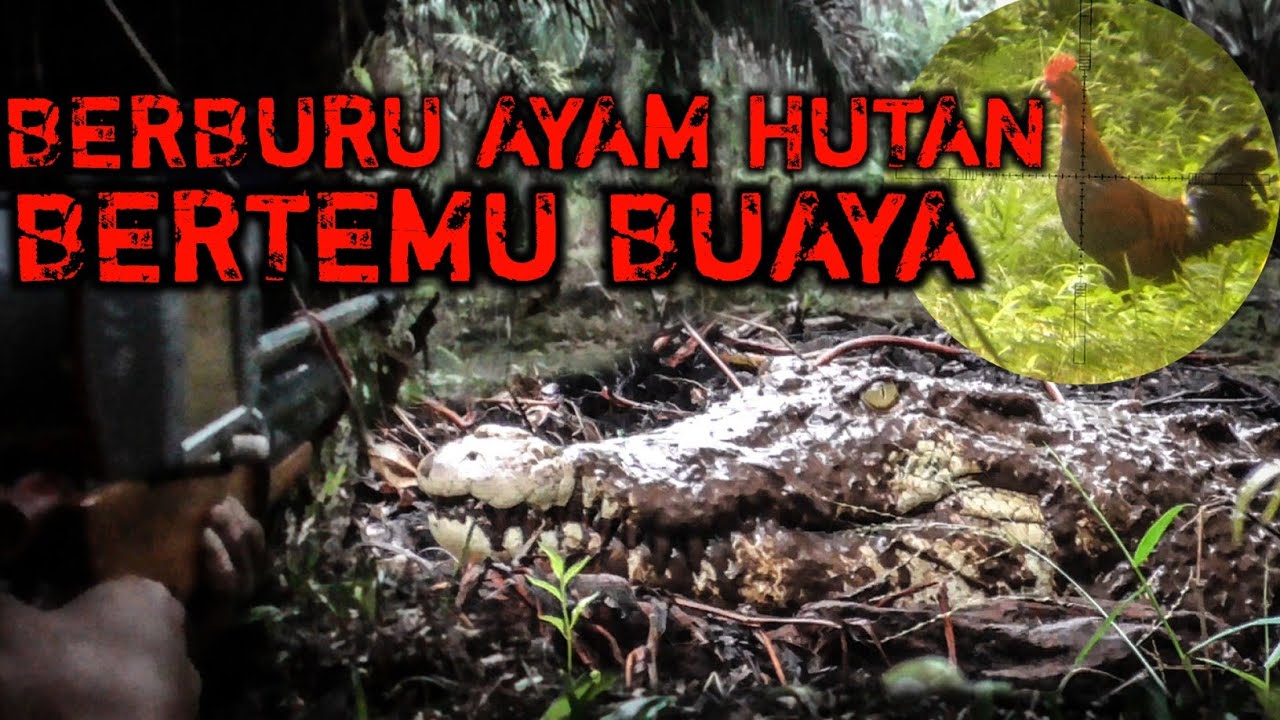 Mencari ayam hutan pagi hari Bertemu buaya betina, Bird hunting