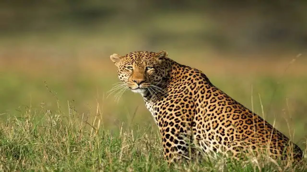 елки палки лес густой
