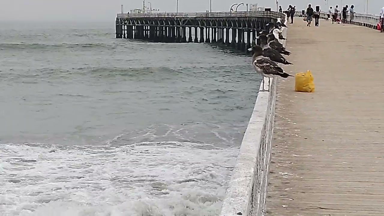 En la playa de cerro azul enero 2026 (parte 1)