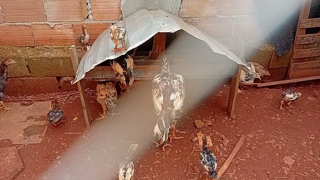 Criatorio de galinha e galo idio e pitinho dia 05/02/2026