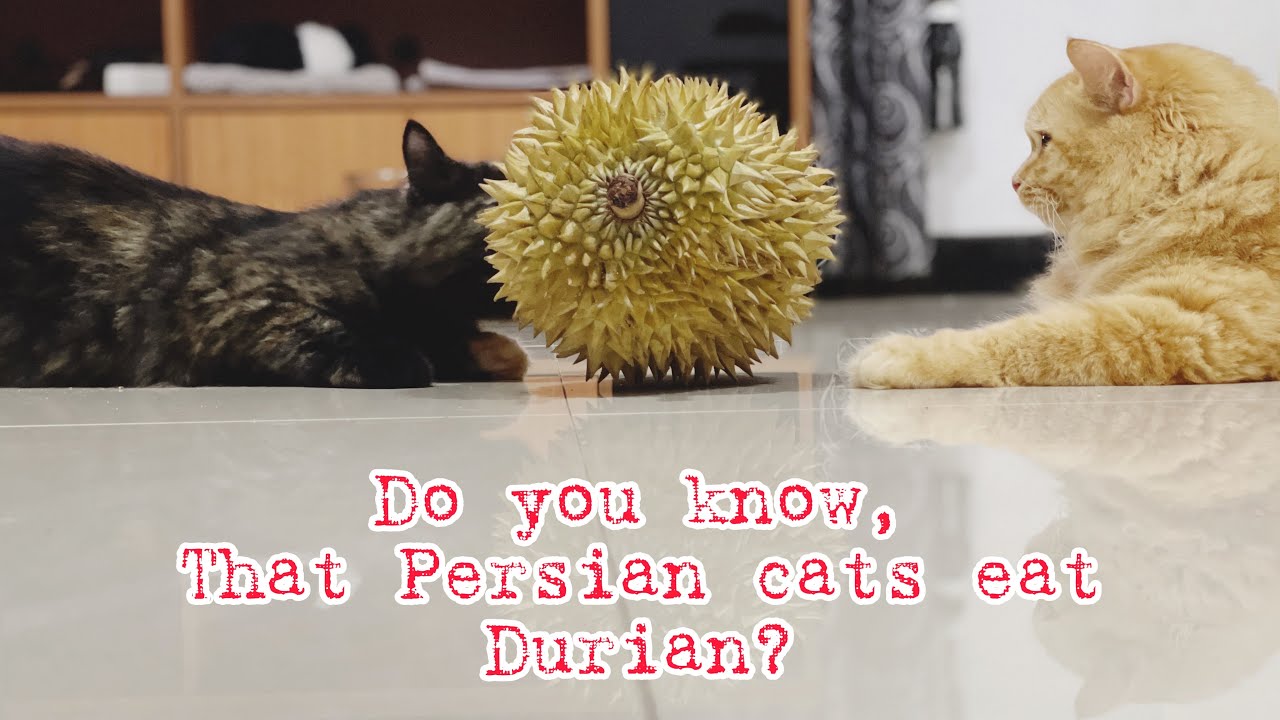 Persian cats eats Durian|The Fur Family