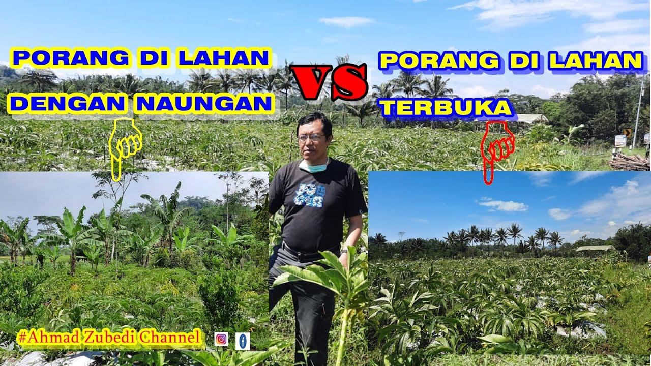 CARA BUDIDAYA PORANG DI LAHAN DENGAN NAUNGAN VS PORANG DI LAHAN TERBUKA || Bagus Yang Mana?