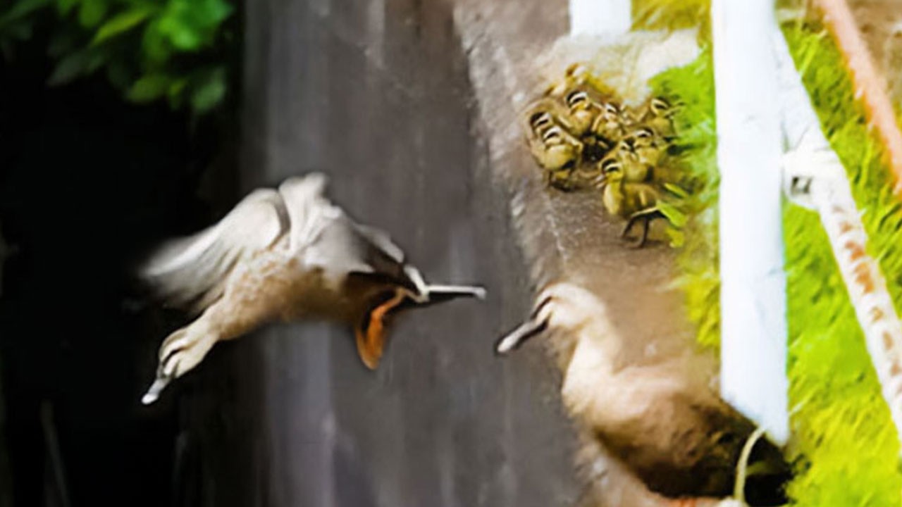 Прощание папы-утки и воссоединение семьи — опасное путешествие 🐥🦆💫