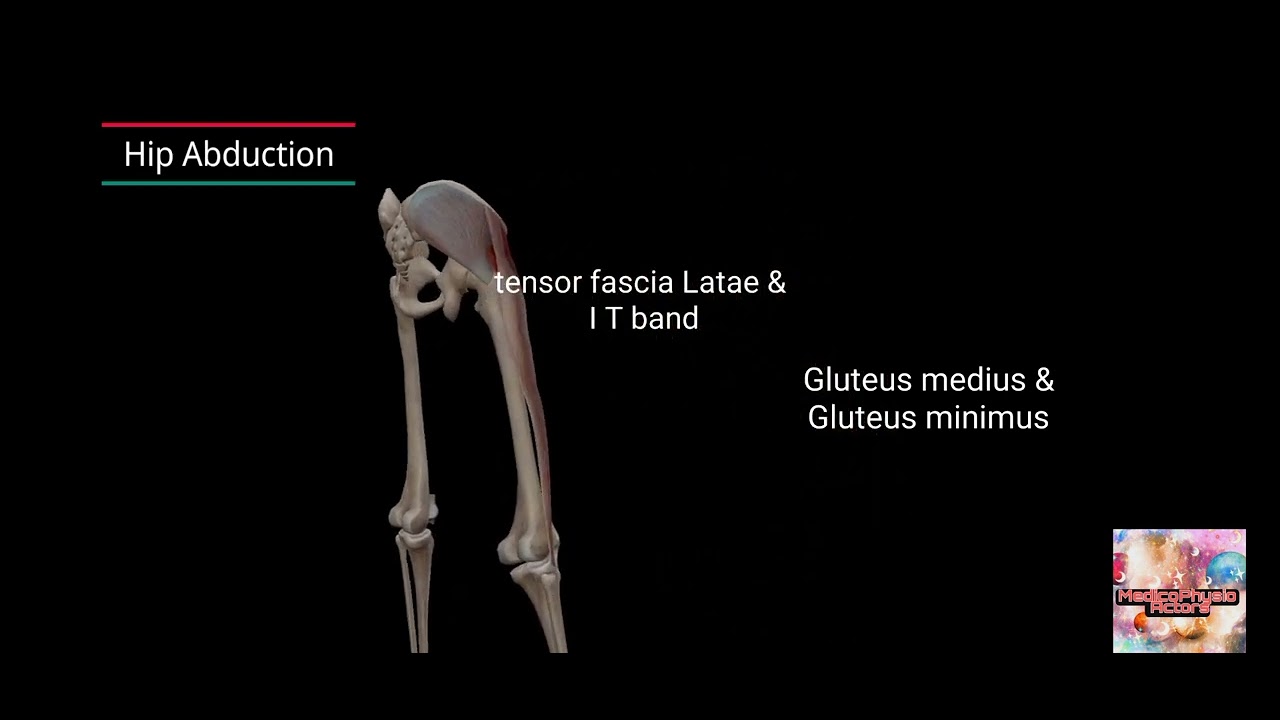 Understanding Hip Joint Movements with Muscle Action