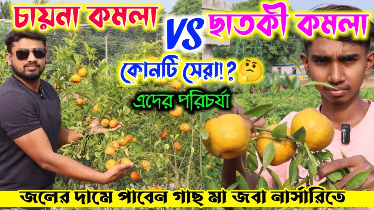 চায়না কমলা vs ছাতকি কমলা কোনটি হবে ছাদ বাগানের জন্য সেরা ।। Maa Joba  Nurserry ।।