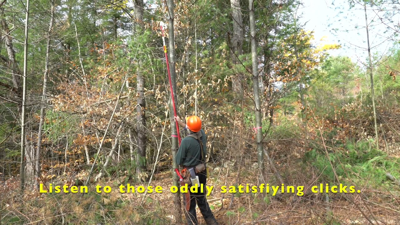 How much time needed to prune pine tree to 18'?
