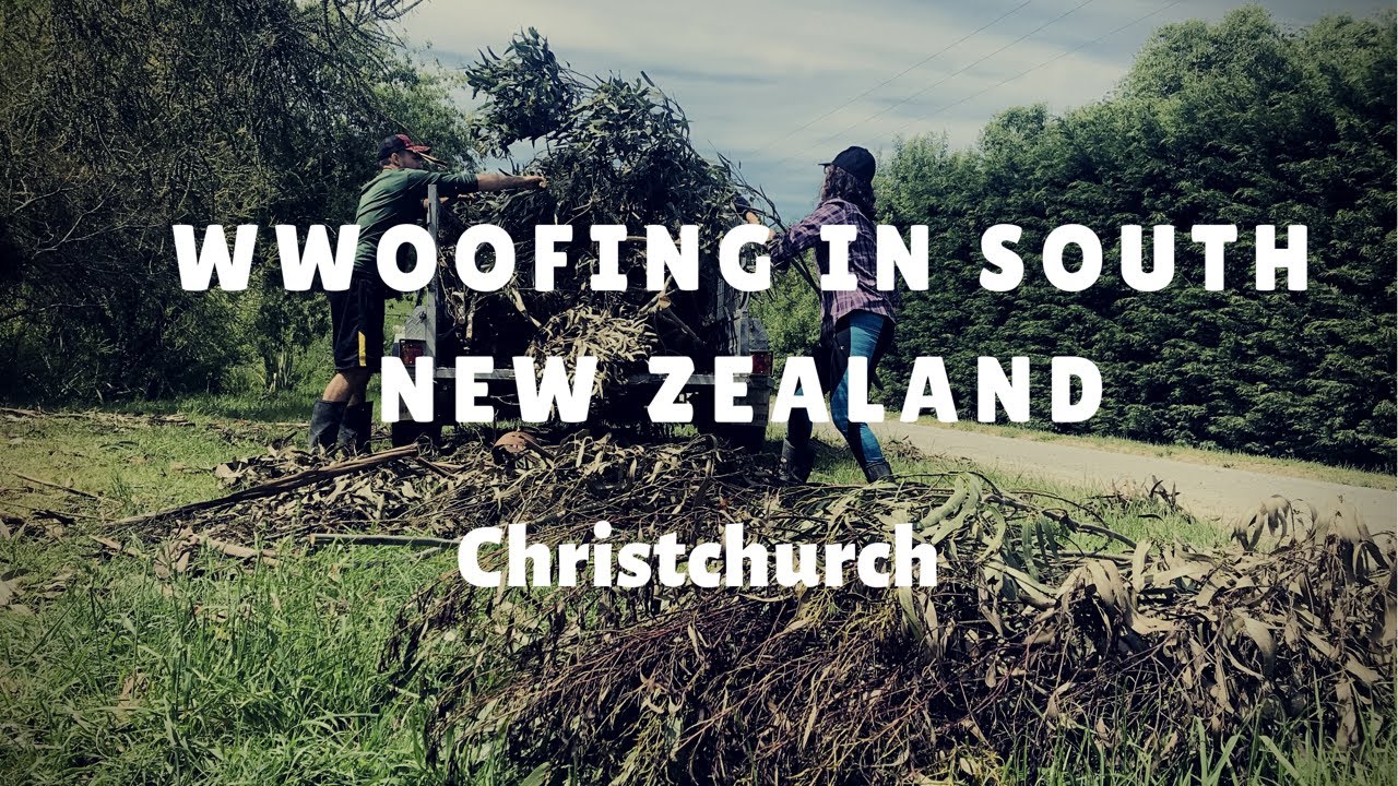 Amazing WWOOFing in New Zealand - Christchurch | Tips For First Timers