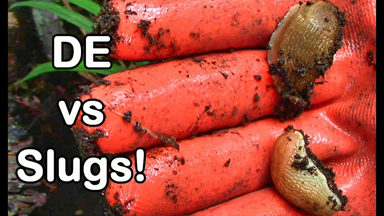 Slug Wars Trilogy pt. II - Diatomaceous Earth vs Slugs