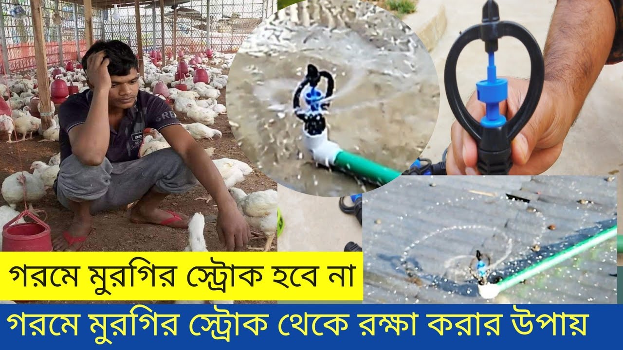 গরমে মুরগির স্ট্রোক থেকে রক্ষা করার উপায়। টিনের চালে ঝরনা ফিটিংস। #sprinkler