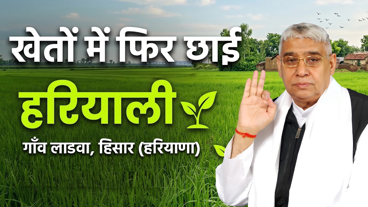 गाँव लाडवा, हिसार (हरियाणा): बाढ़ के जख्मों पर बुआई का मरहम, खेतों में फिर छाई हरियाली।VIllage Ladwa