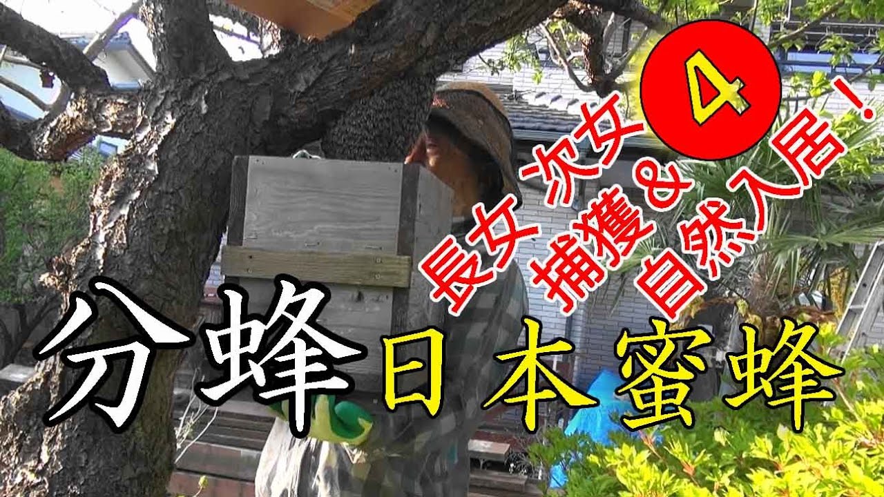 Расплод японской медоносной пчелы ❹ Расплод новой королевы и расплод, занятый естественным образом
