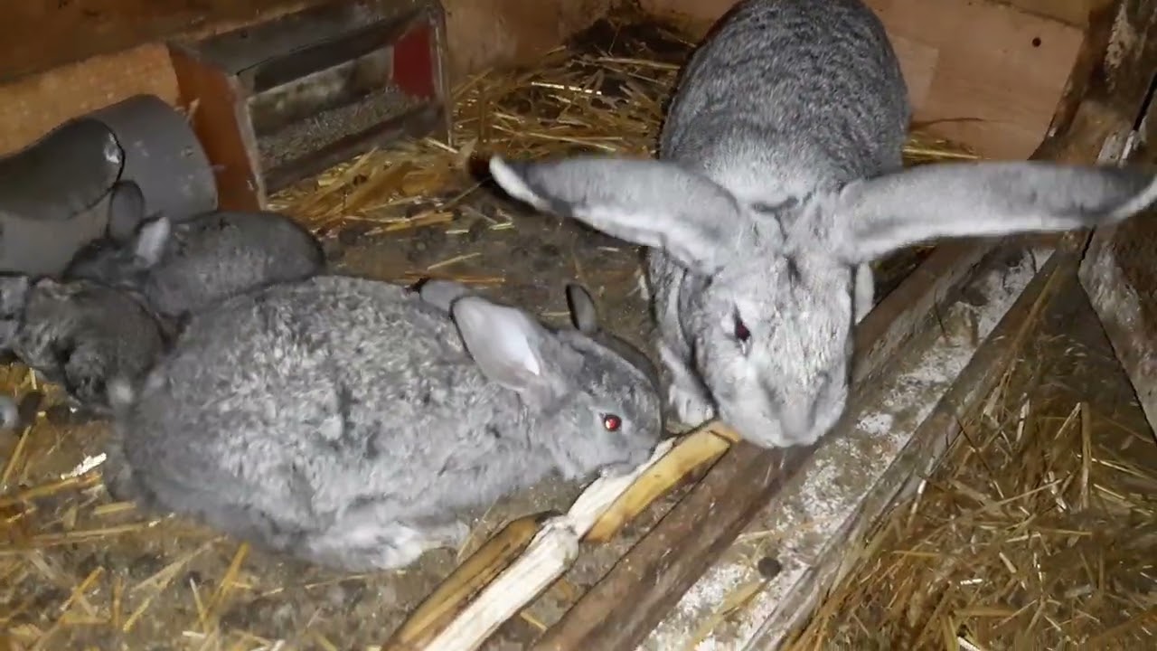 cosangvinizarea la iepuri între frați (prima parte)