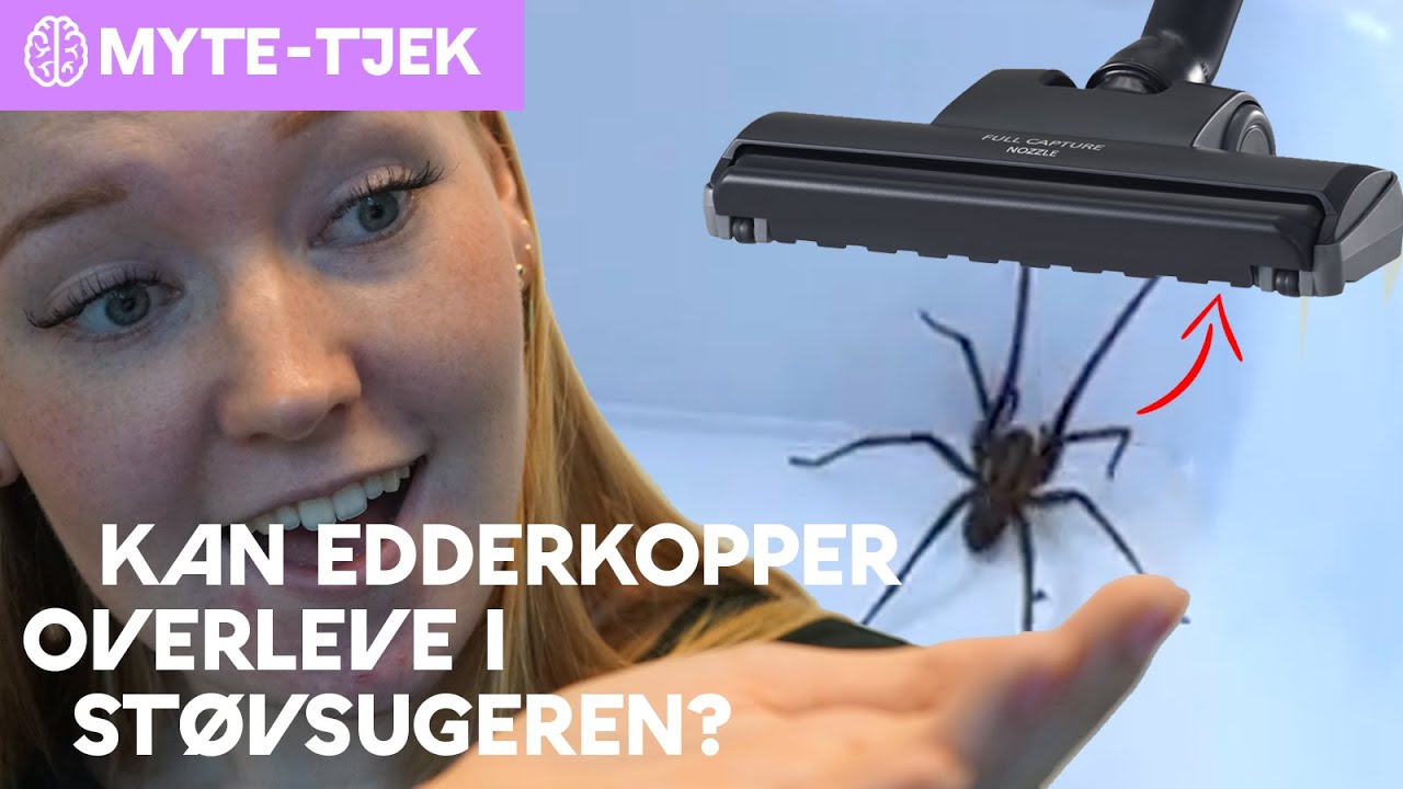 Overlever edderkopper støvsugeren?