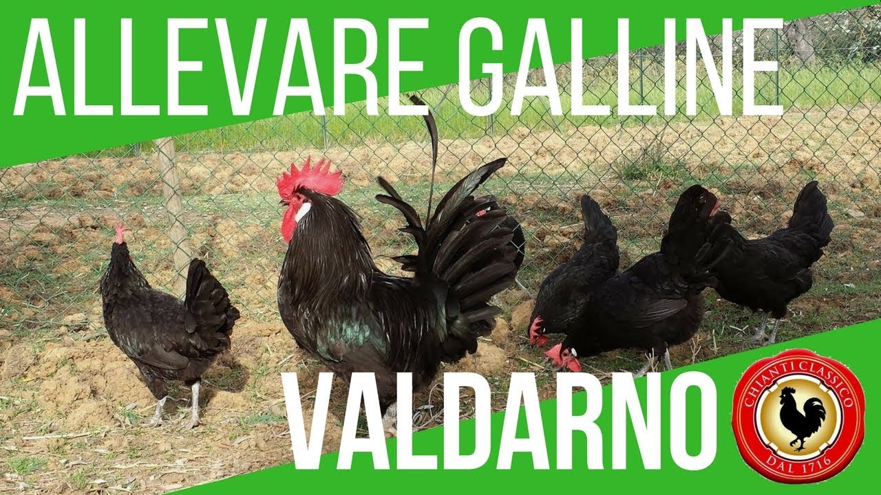 ALLEVARE GALLINE VALDARNO | 49 UOVA DA INCUBARE CON LA BOROTTO REAL 49 PLUS