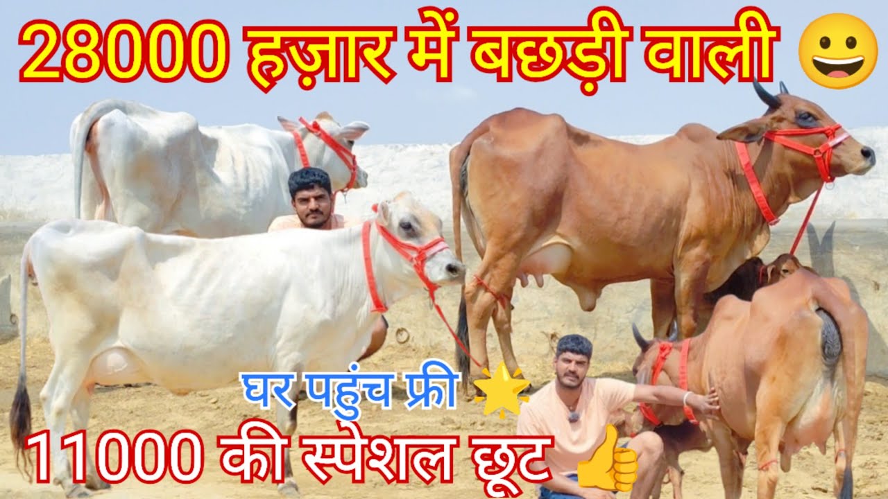 😀28000 में सुपर बछड़ी वाली 😱 25 किलो दूध वाली शानदार गाय 👍3 सुपर डुपर गाय
