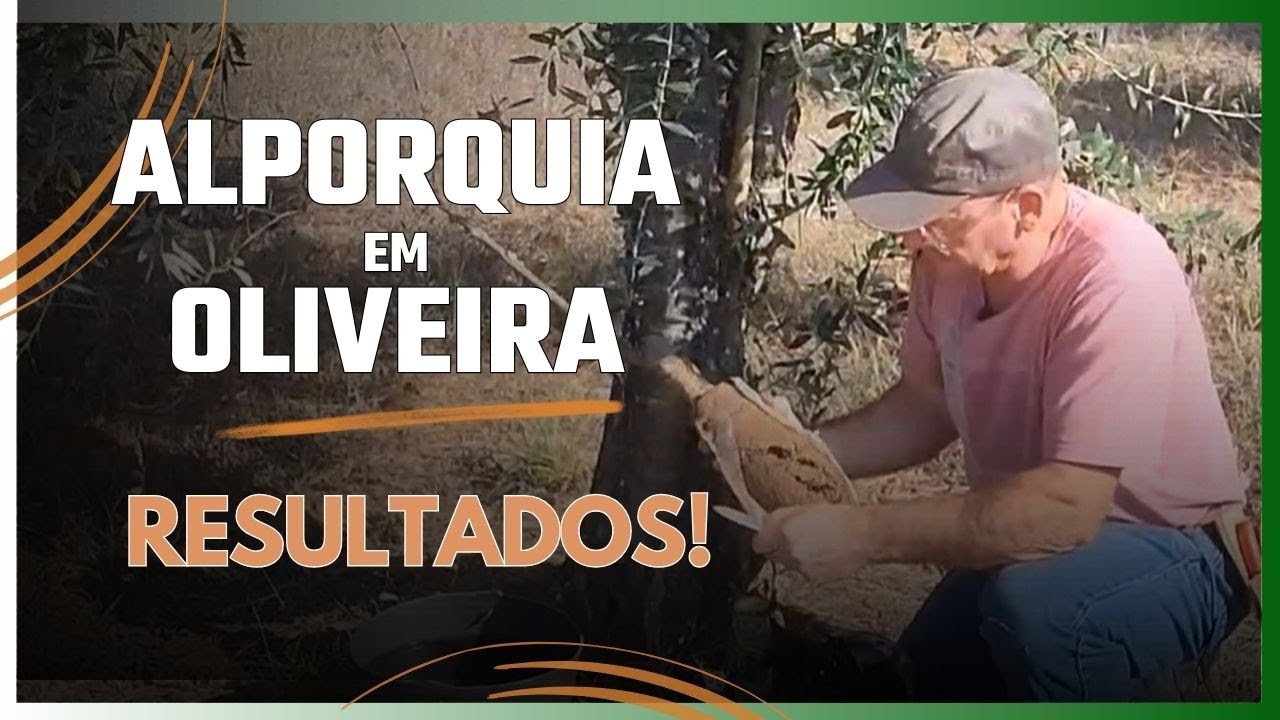 Resultados da Alporquia em Oliveira Após 9 Meses: Valeu a Pena?
