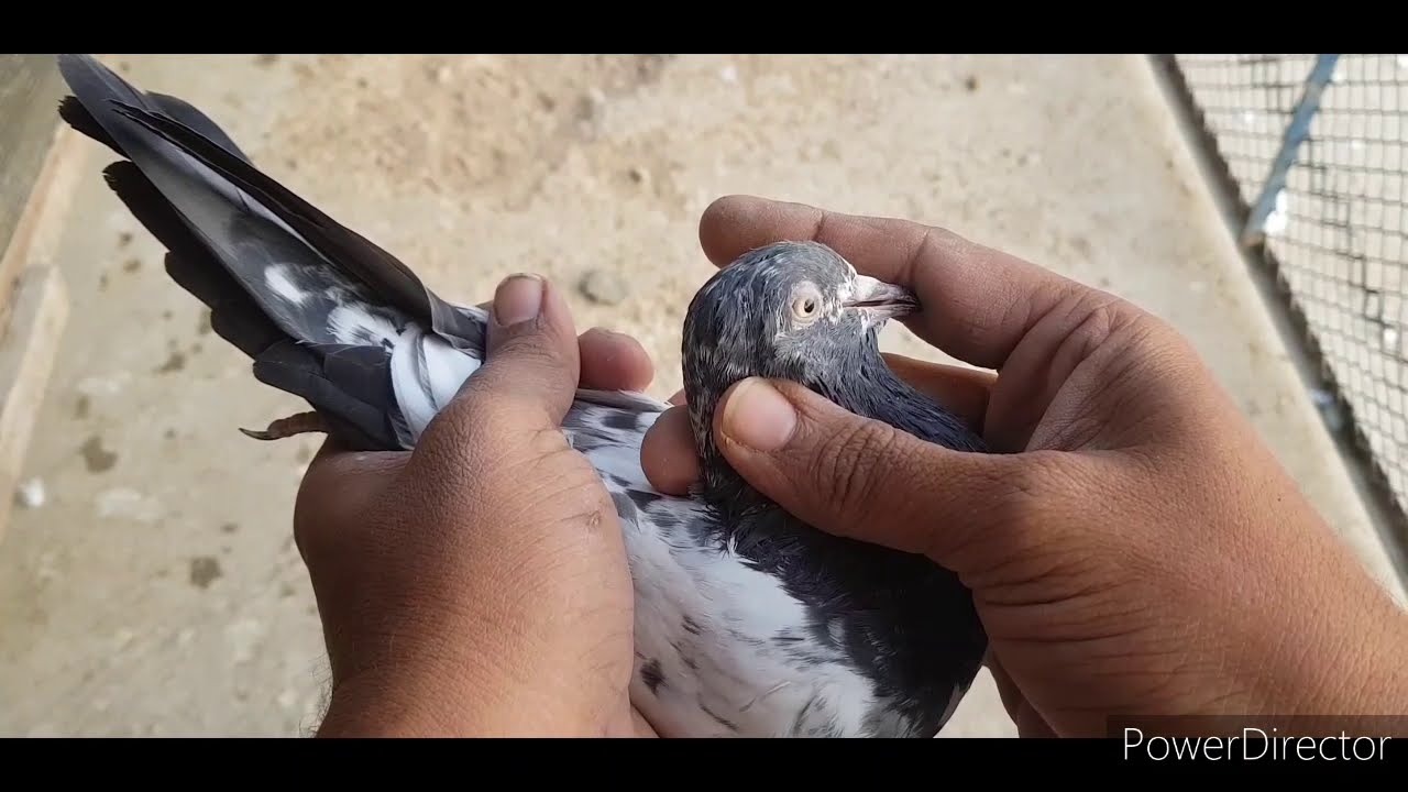 kabootar ki wapsi ki pehchan comments answered by obaid birds