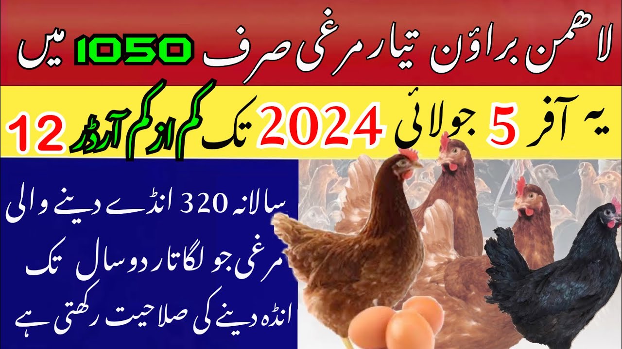 Lohmann Brown and Lohmann Black Ready to egg laying hen