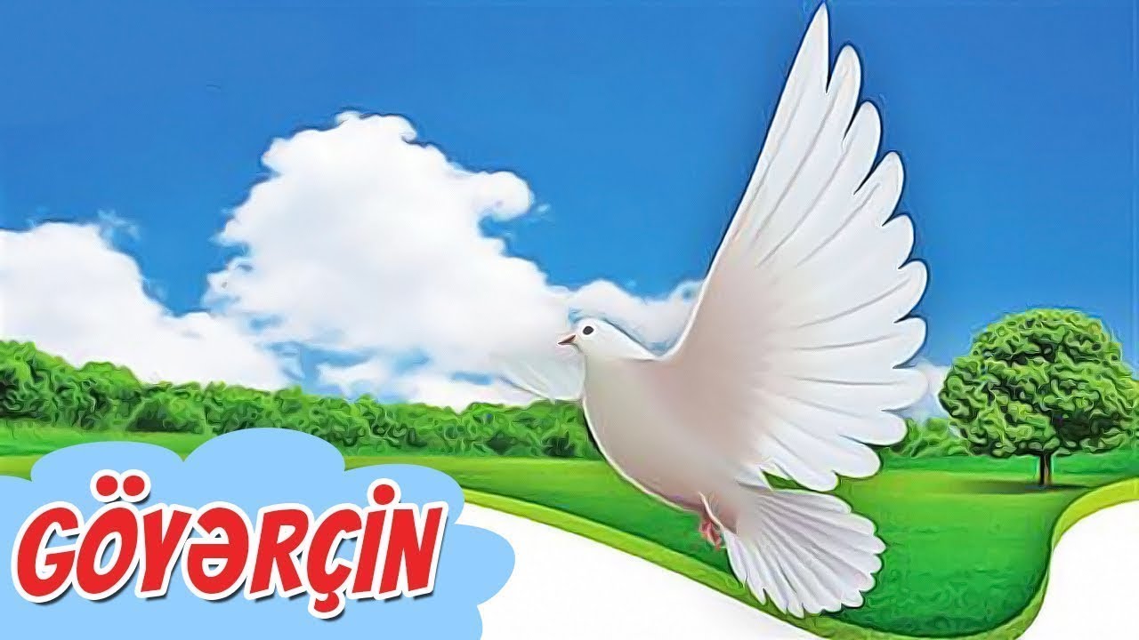 Göyərçin əfsanəsi