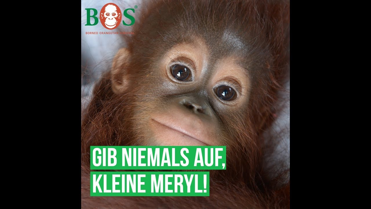 Gib niemals auf, kleine Meryl! | BOS | orangutan.de