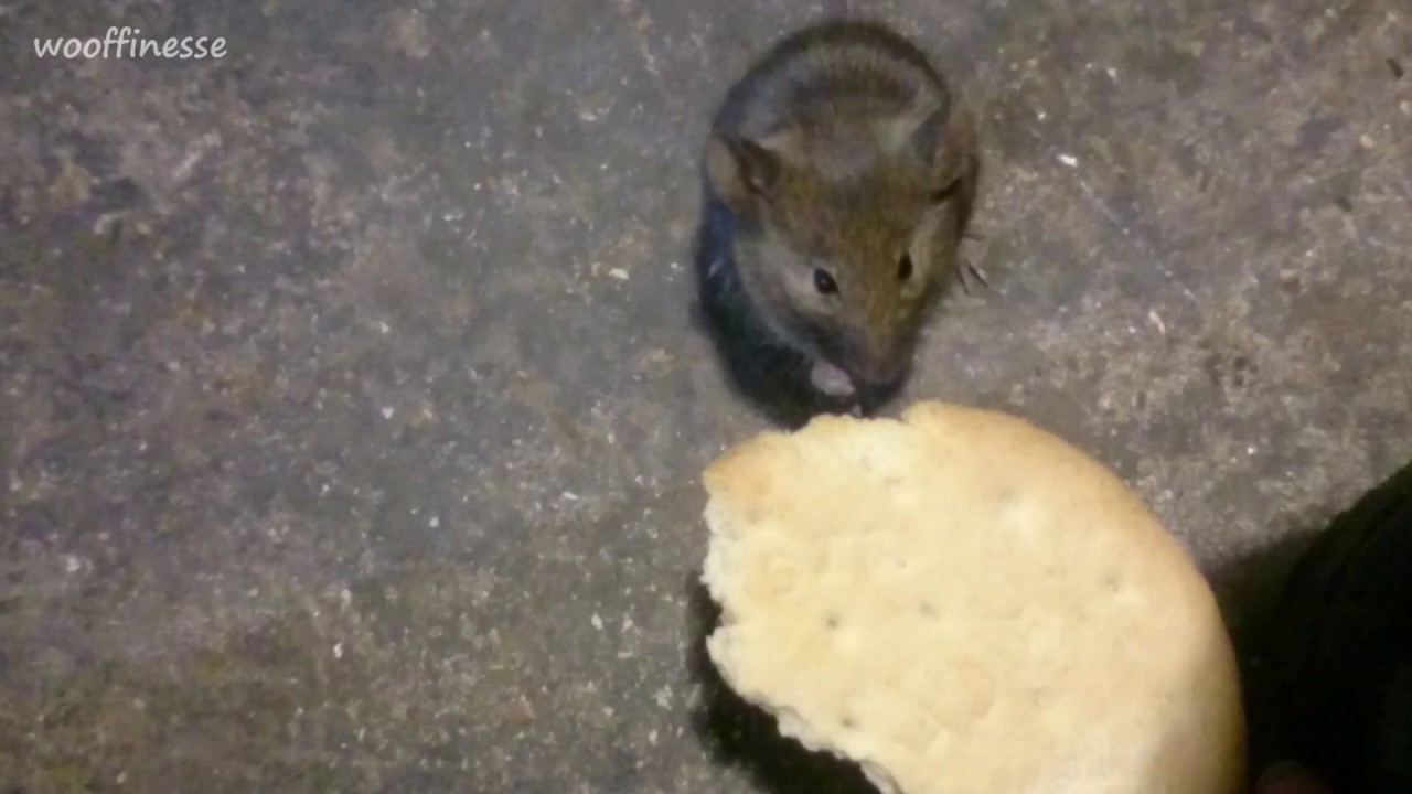 #13  how to tame a wild mouse