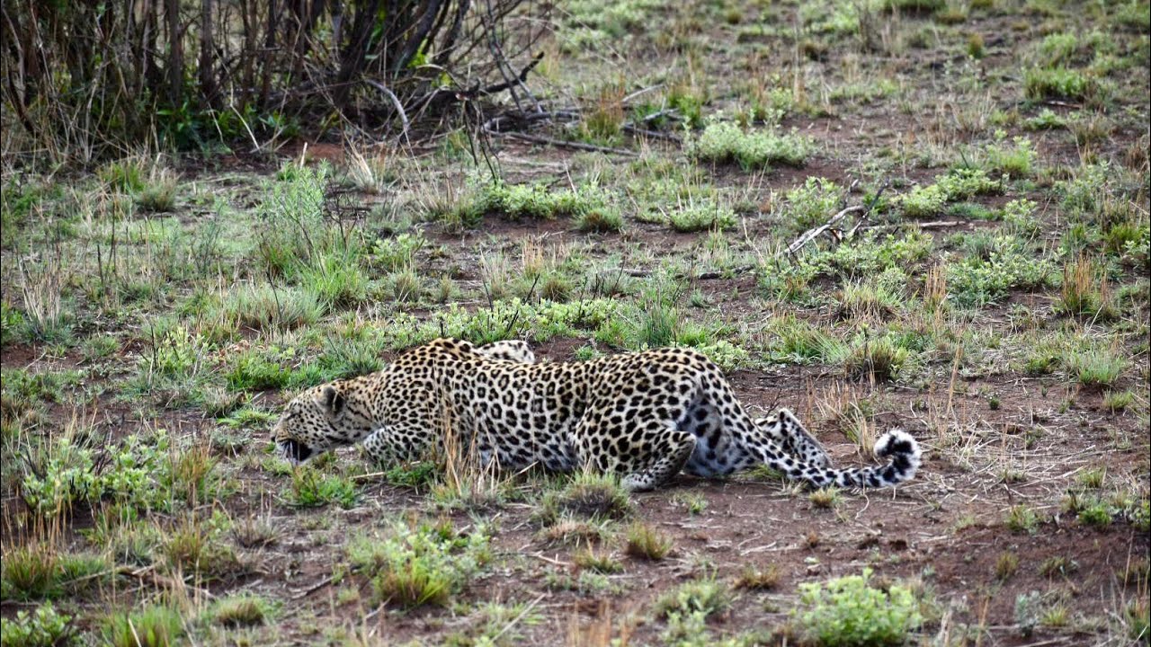 MoAfrika Tours | Pilanesberg National Park