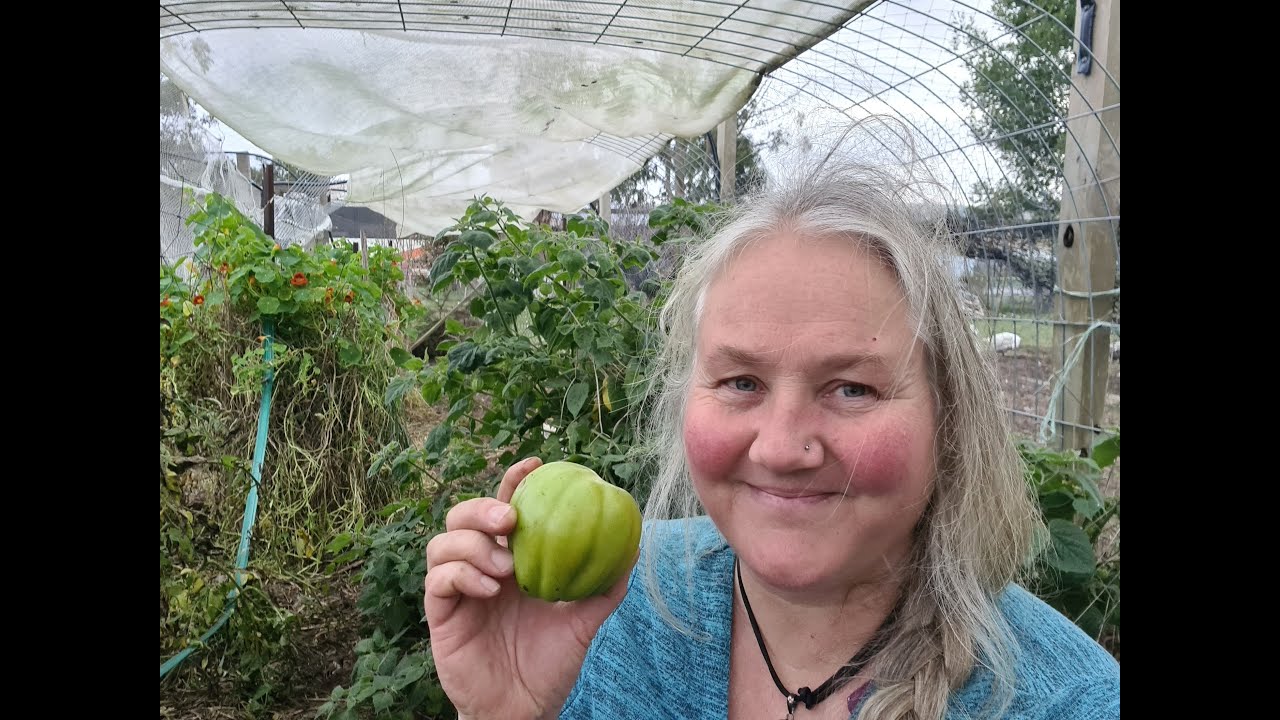 LAST of the TOMATOES...woe! Or is it? Try this trick to ripen green tomatoes!