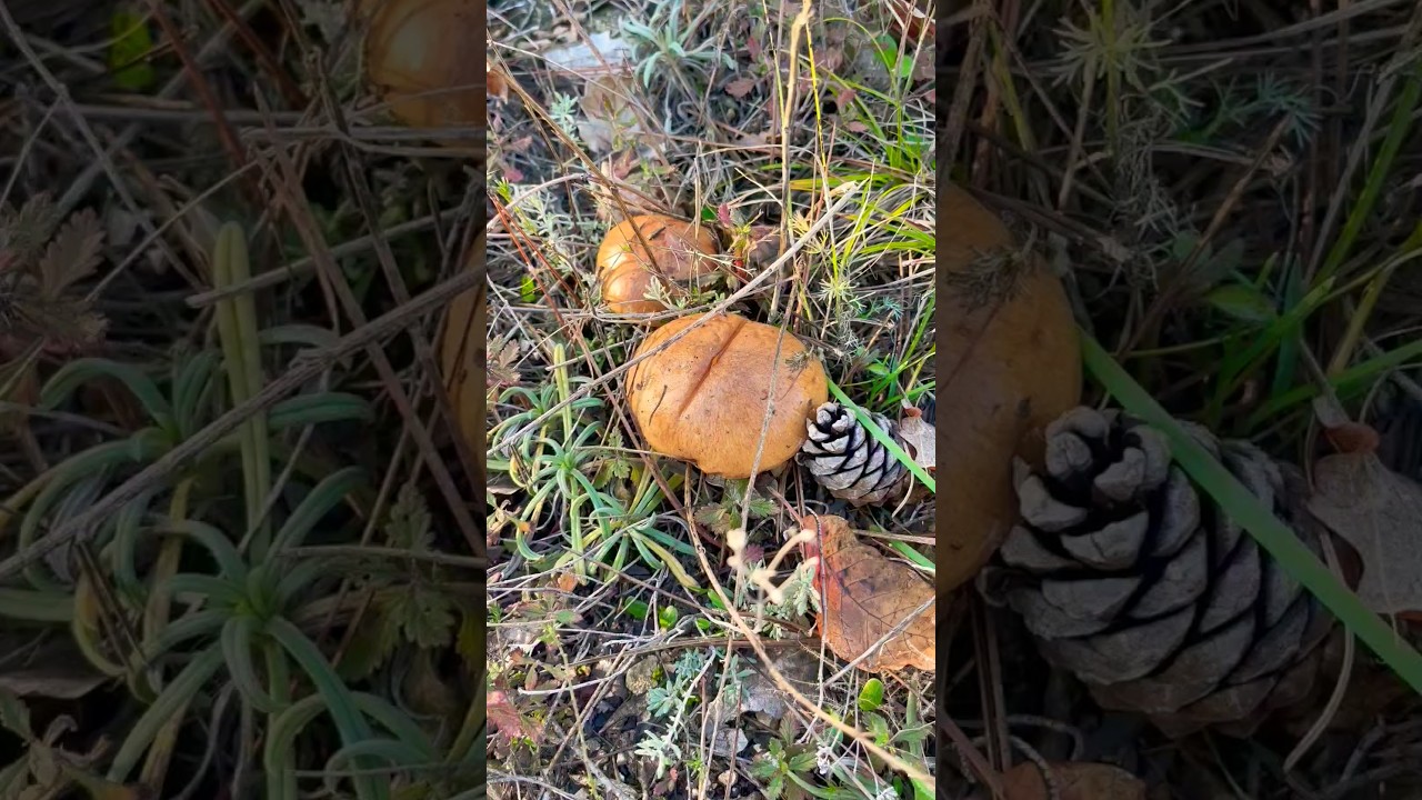 Маслята 🤤❤️ Маслёнок&nbsp;Suillus Boletaceae Boletus. Грибы Крыма. Крым, mushrooms 🍄