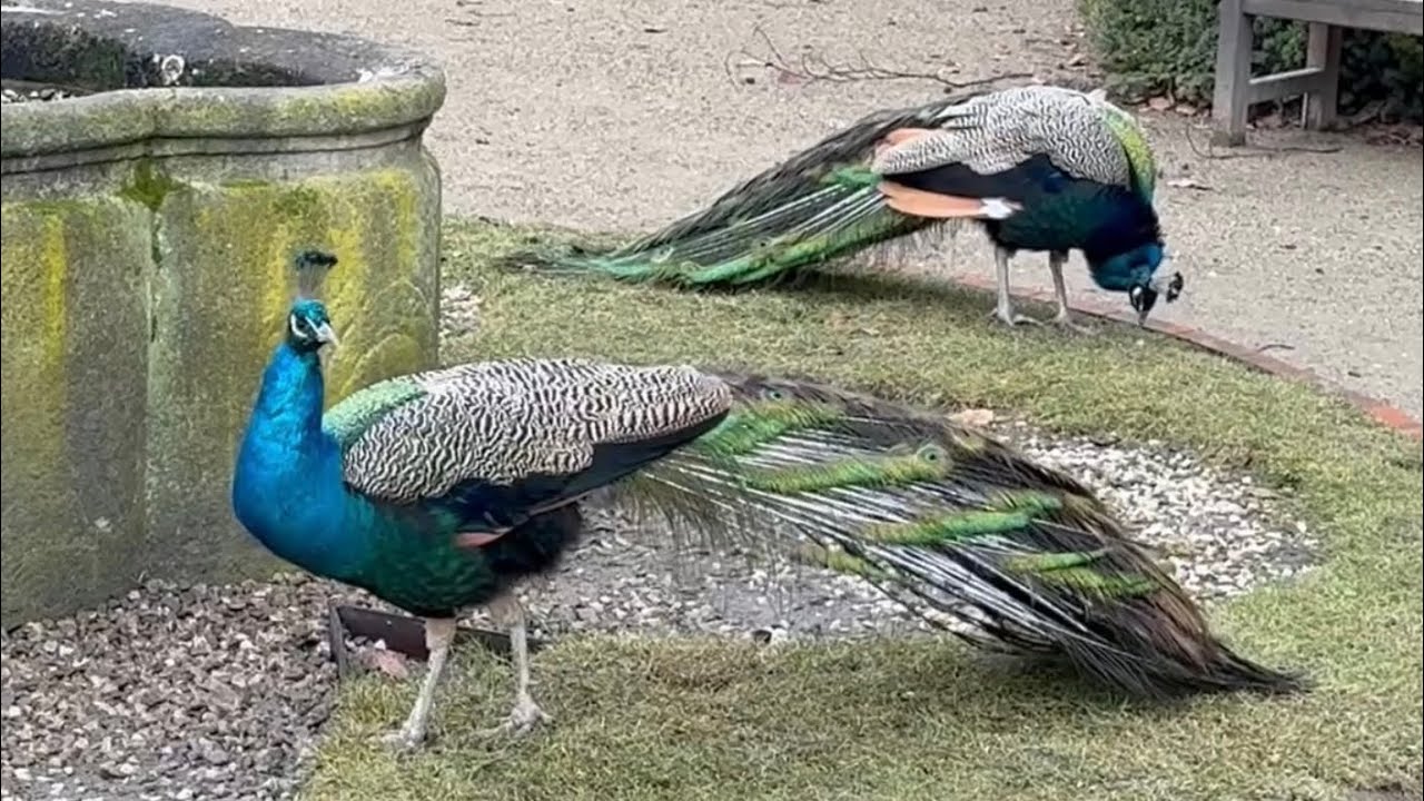 Павлины в Праге 🦚 Кормление королевских птиц 👑 Вояновы сады 06.02.2026 😍 #peacock #prague 