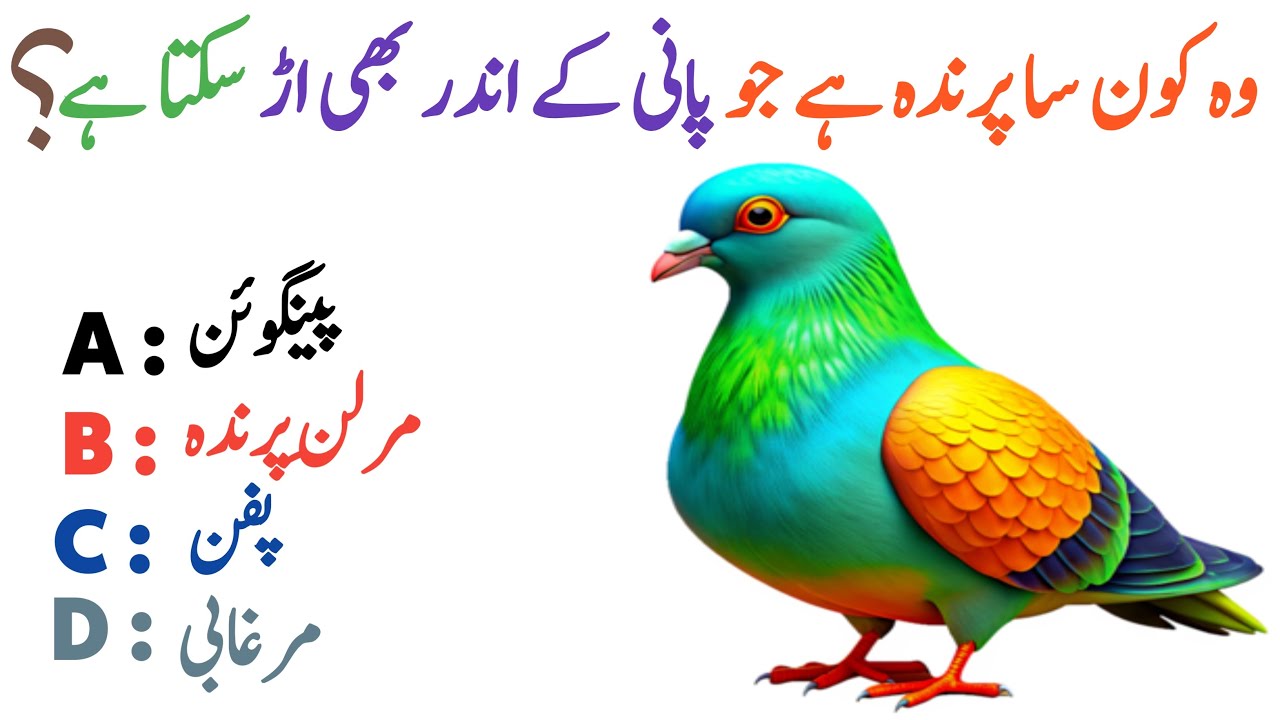 GK Video || GK Video In Urdu || GK Video Question And Answer|| GK Quiz || GK SHAKEEL