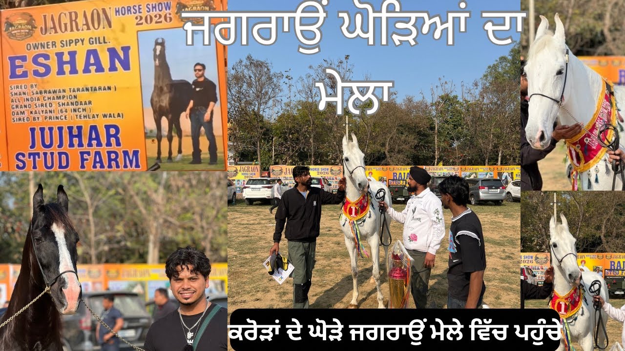 ਜਗਰਾਉਂ ਘੋੜਿਆਂ ਦਾ ਸ਼ੋਅ 2026 || ਕਰੋੜਾਂ ਦੇ ਘੋੜੇ ਜਗਰਾਉਂ ਮੇਲੇ ਵਿੱਚ ਪਹੁੰਚੇ #jagraoncity 
