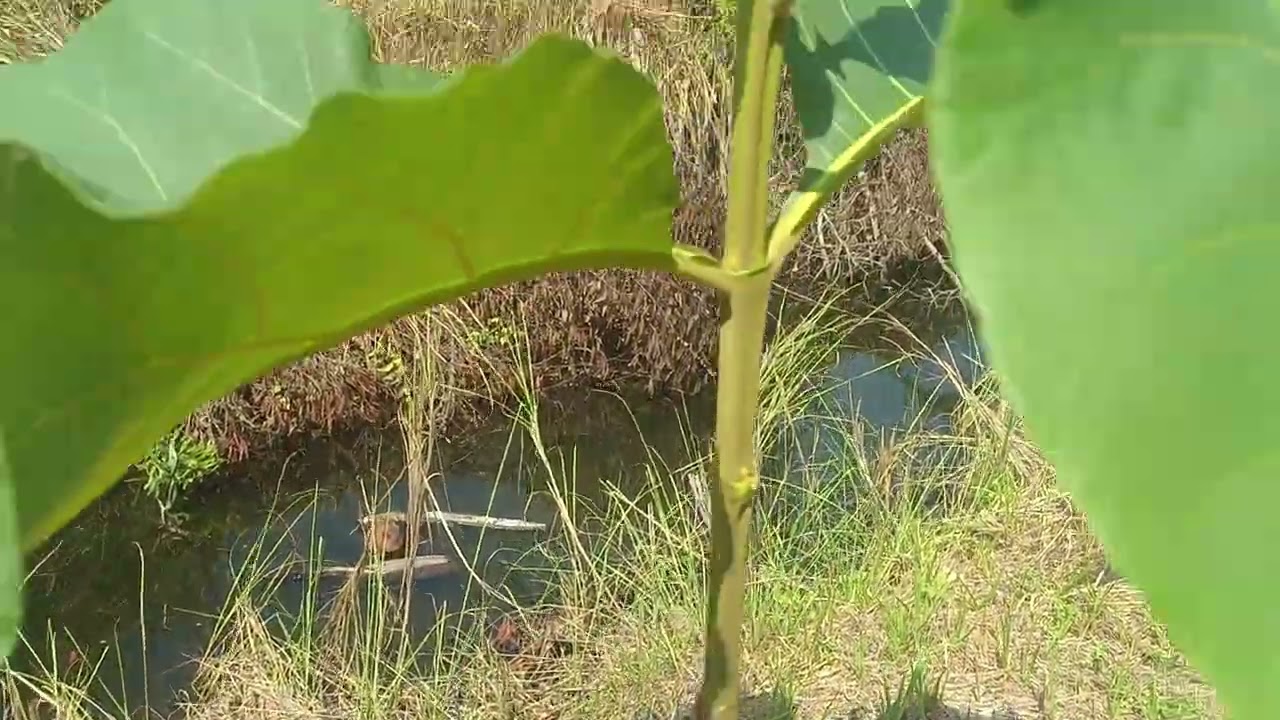 #garden สร้างสวนด้วยมือเรา.. ง่ายดาย