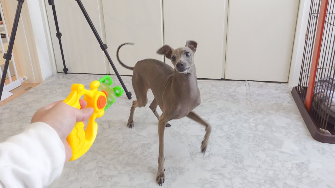 シャボン玉を作る機械が気になり過ぎて変な動きになっちゃう愛犬が可愛すぎるwww【イタグレ】