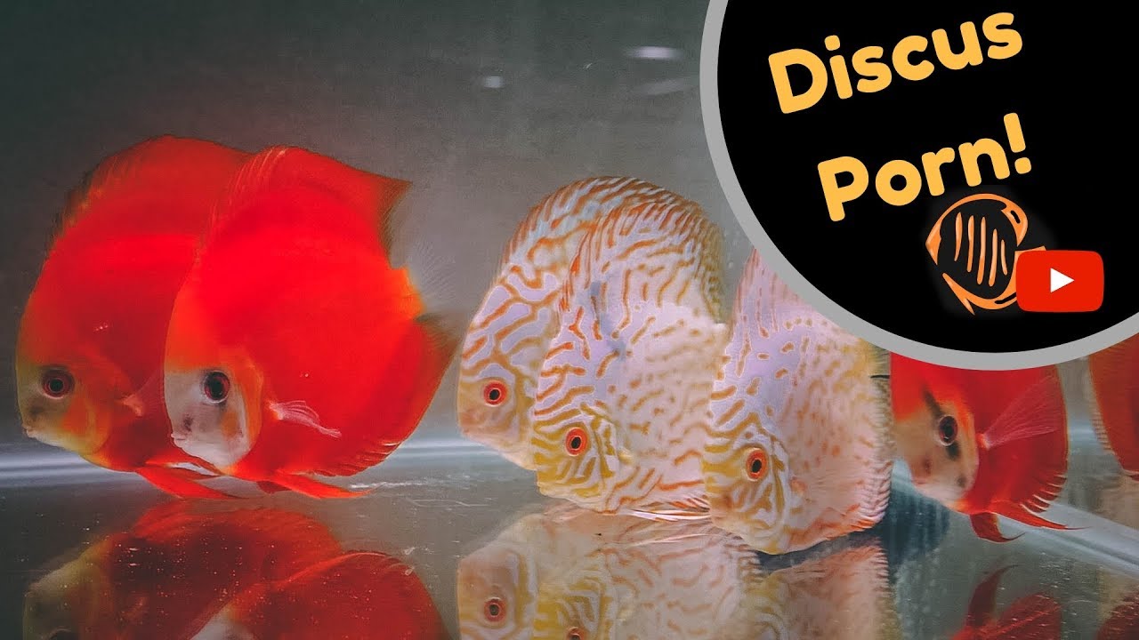Discus fish room tour. Martin Ng Discus @ Corban Discus