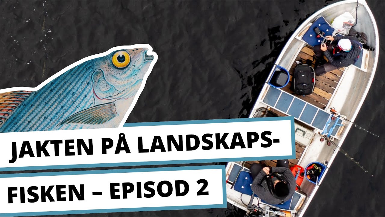 Jakten p&aring; landskapsfisken Episod 2 &ndash; Harrfiske i H&auml;rjedalen (2021)