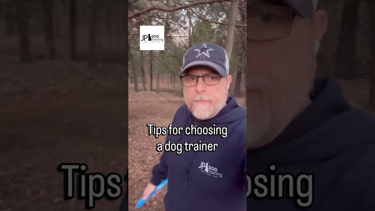 How to choose a dog trainer and avoid wasting your time and money 