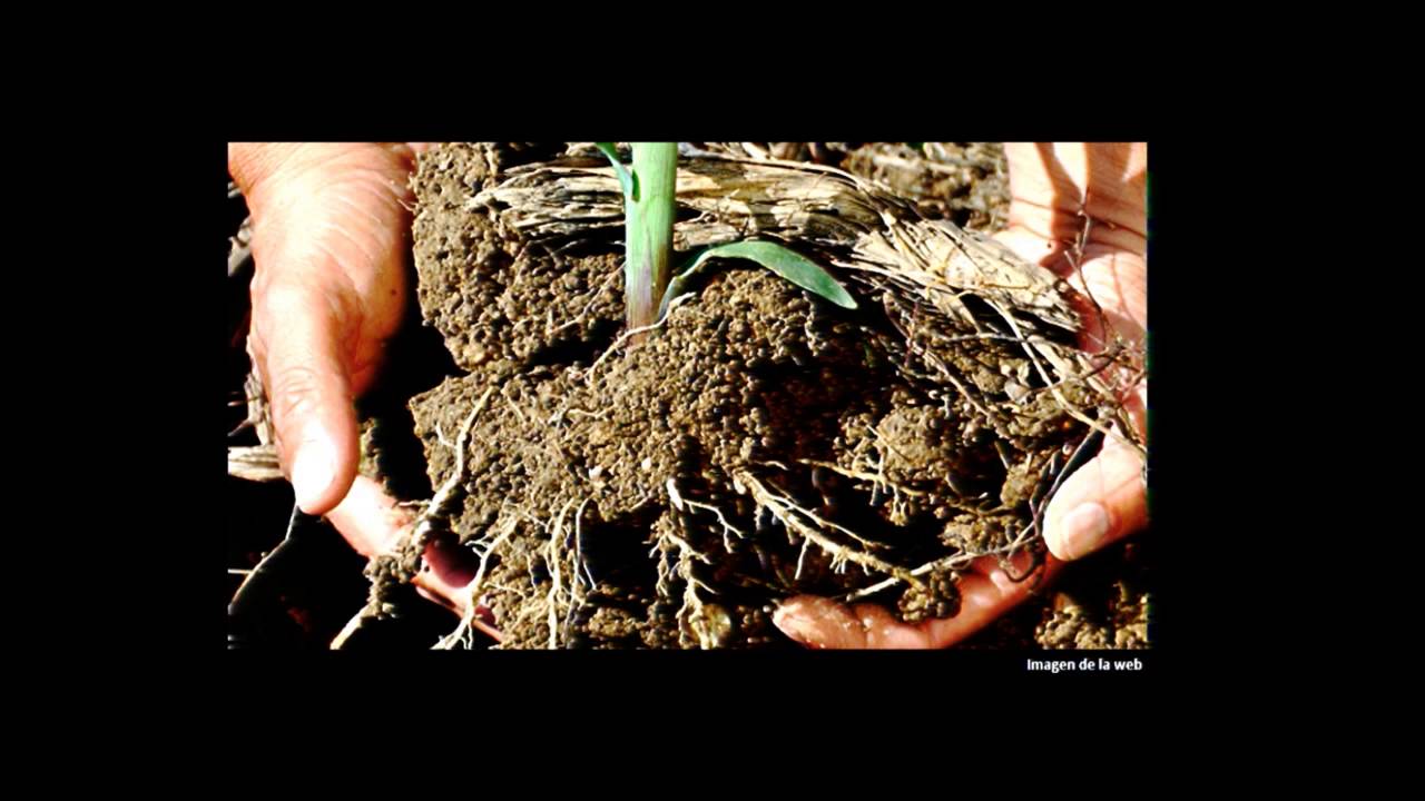 Simposio de biología de suelos II: Bioinsumos, de la academia al campo y a la industria.