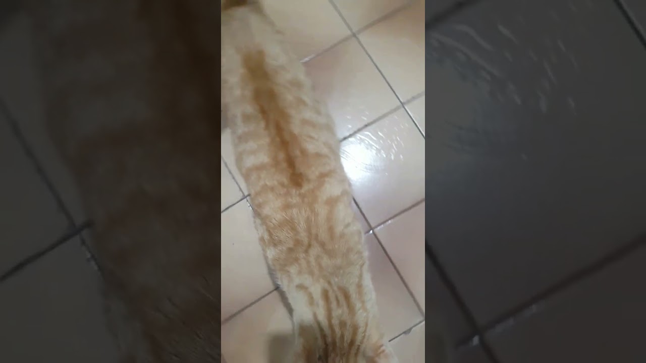 Olha a cara do Gato Amarelo 
