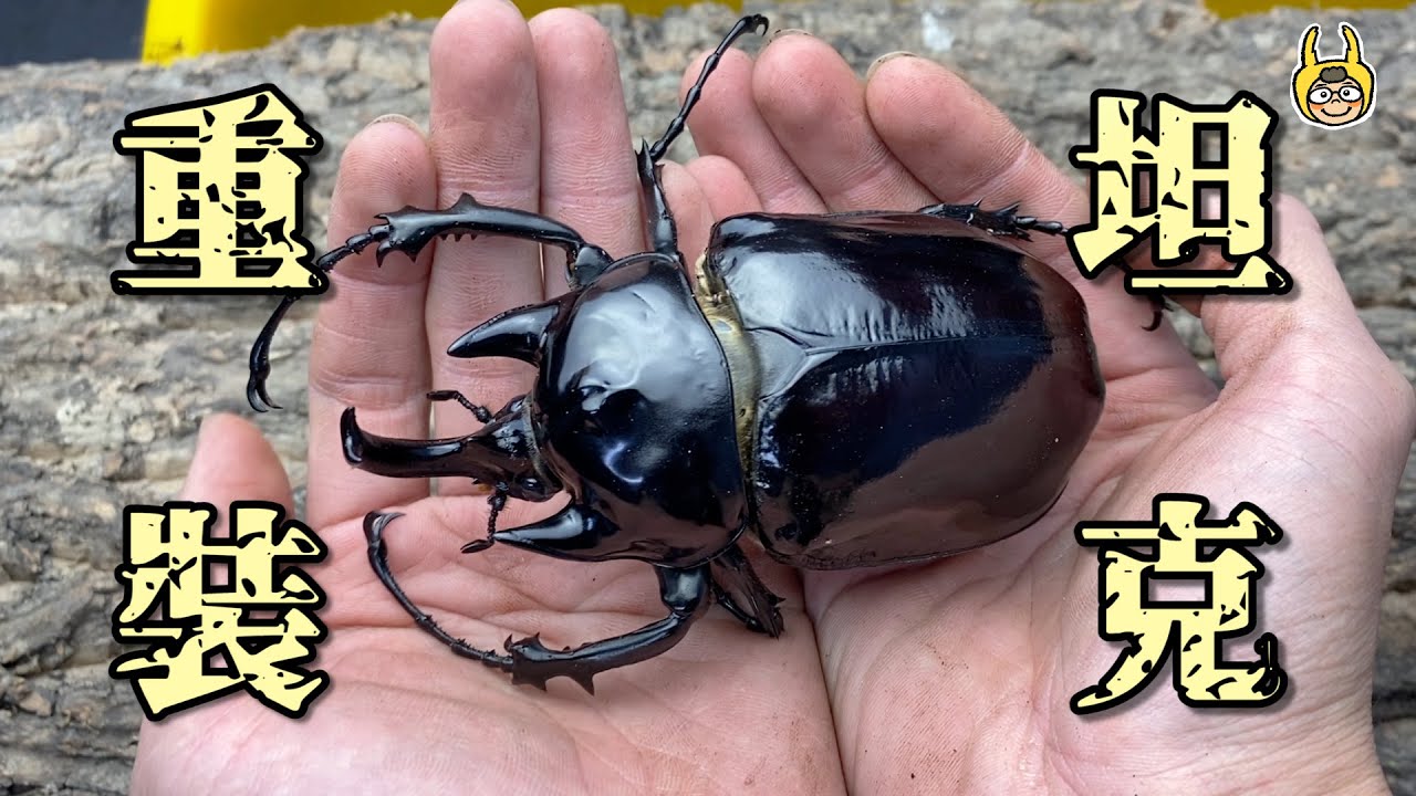 【飼育屋】耗時三年打造重裝坦克車！巨大象兜蟲震撼登場，現在就開始飼養吧！｜Megasoma