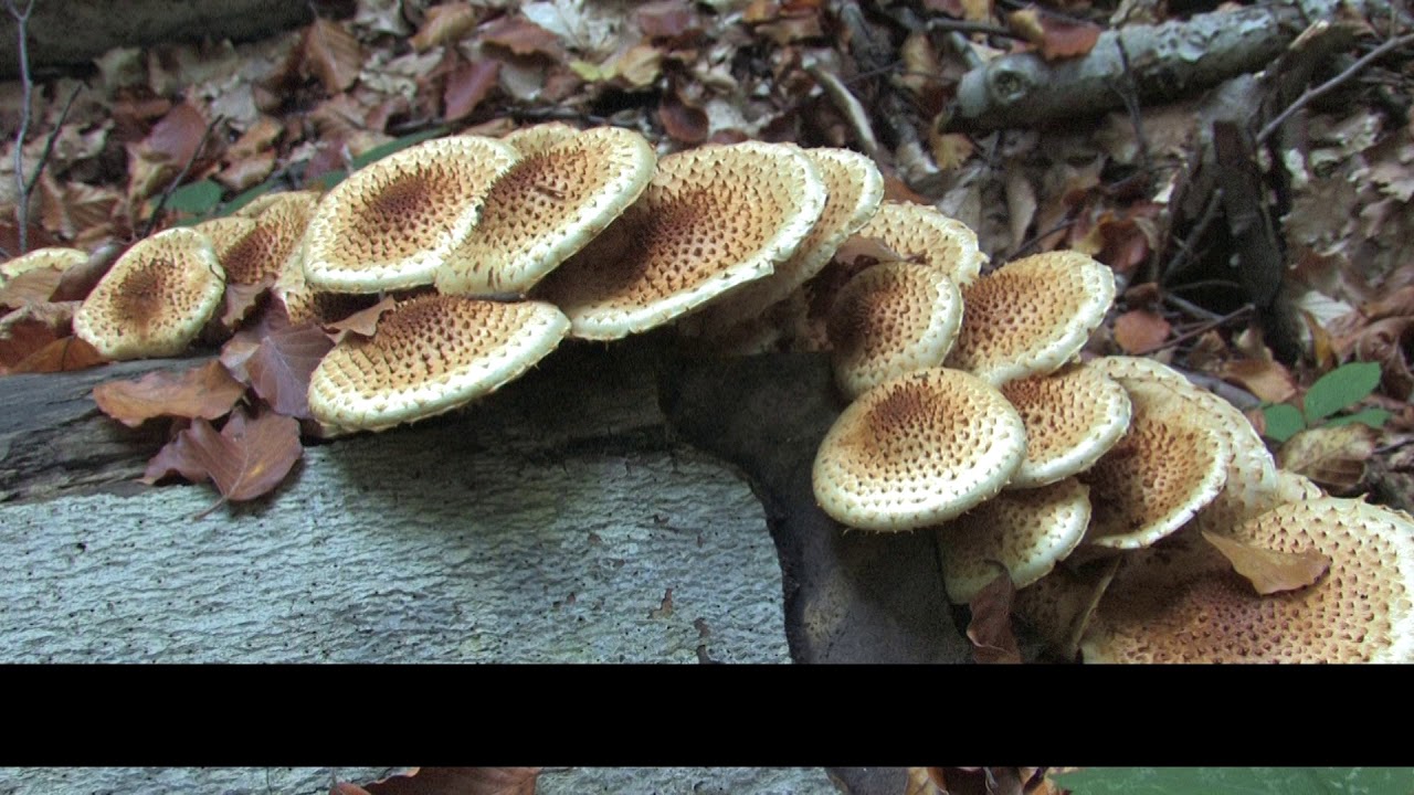 PEFC Slovakia - Come with us to the forest - 05 Protected areas