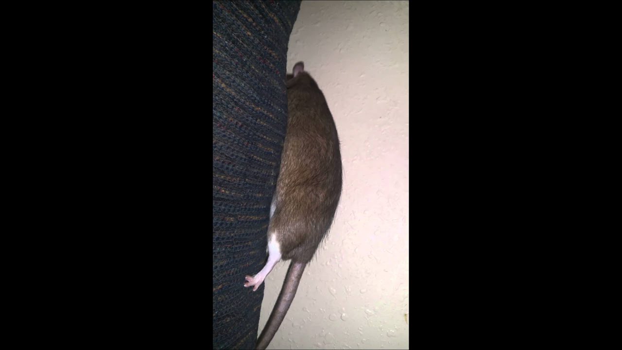 MI RATA CARAMELITO APRENDIENDO A RATONEAR