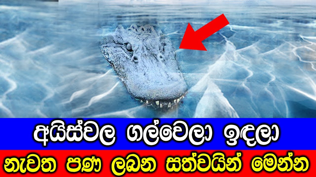 අයිස්වල ගල්වෙලා ඉඳලා නැවත පණ ලබන සත්වයින්. | Animals That Can Survive In Extremely Cold Weather.
