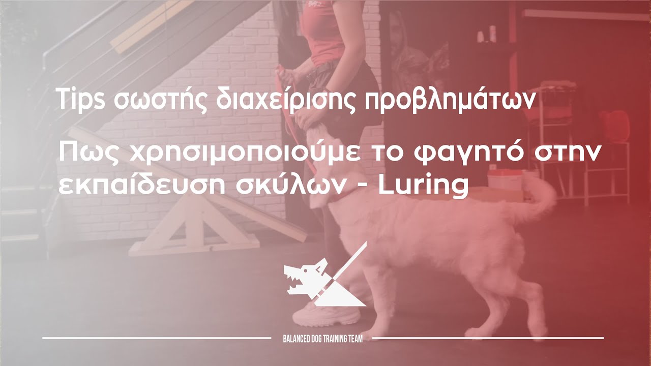 Πως χρησιμοποιούμε το φαγητό στην εκπαίδευση σκύλων - Luring | Tips σωστής διαχείρισης προβλημάτων