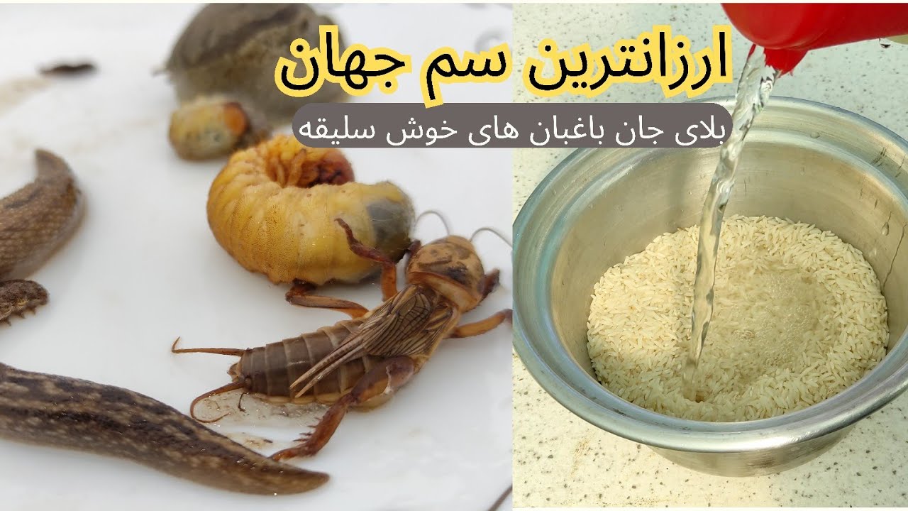 استفاده از آب برنج برای سبزیجات و گلها به عنوان جایگزین سم و نتیجه استفاده از این ماده ارزان