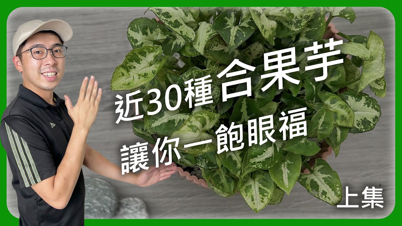 合果芋是最親切的觀葉植物，本次為各位展現近30種合果芋，讓各位選購有方向 #合果芋系列上集 #宅栽 #合果芋