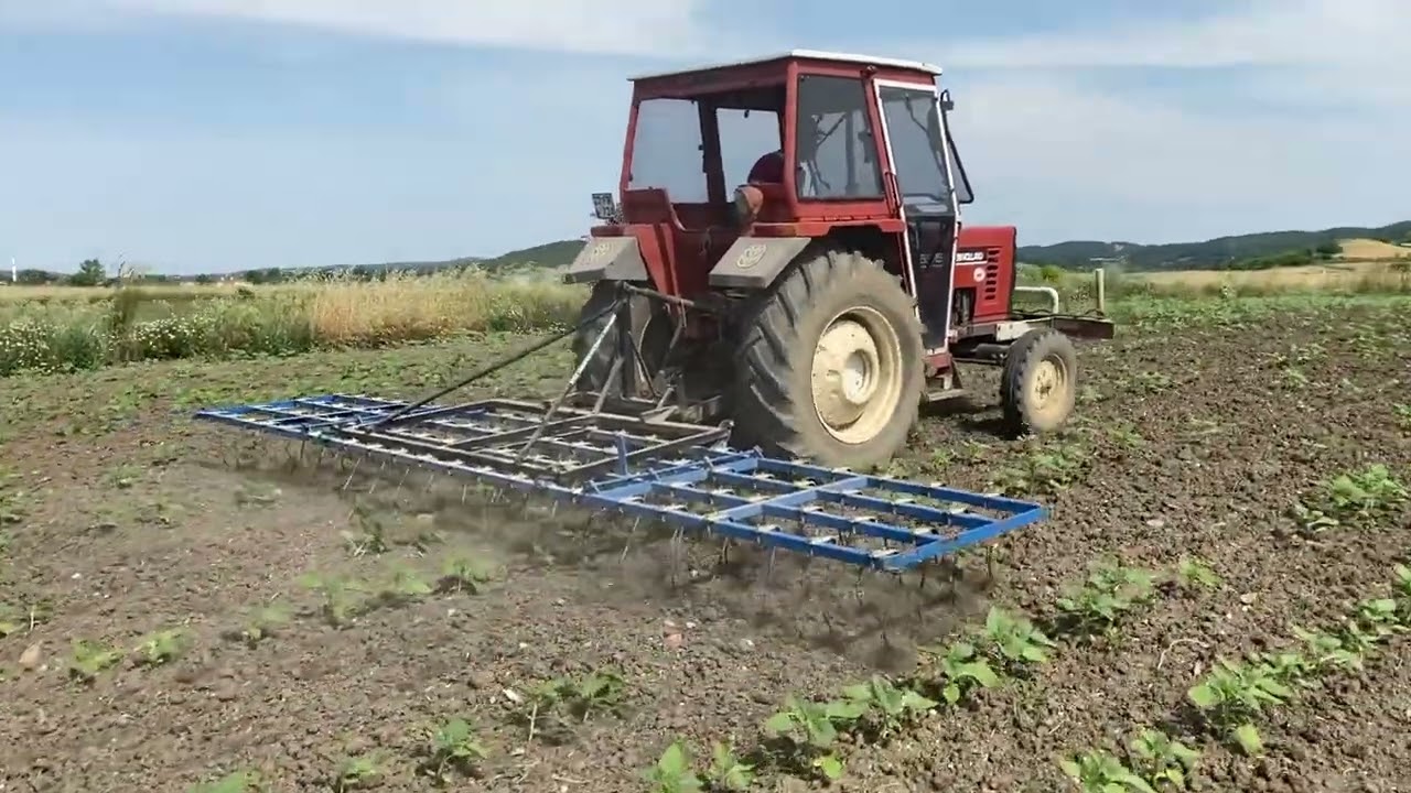 Ayçiçeğine tel tırmık uygulaması