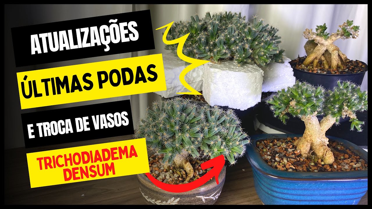 Atualização das Trichodiadema Densum - Depois de podas e trocas de vaso