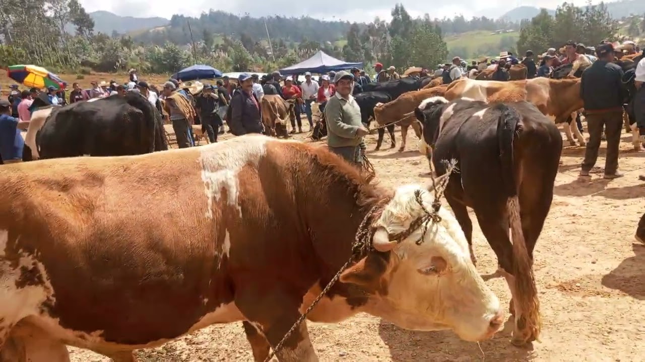 feria ganadera en la provincia de Cutervo dpto de Cajamarca Perú.. vídeo 1..
