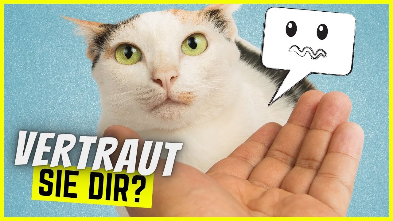 Vertraut dir deine Katze? Daran erkennst du es sofort!